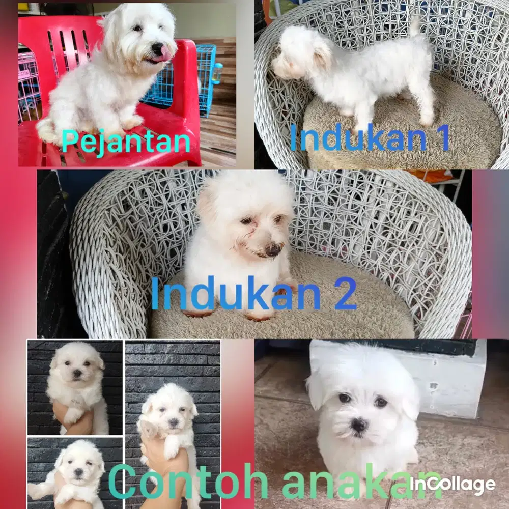 Borongan Anjing Maltese ( indukan  2 ekor dan pejantan )