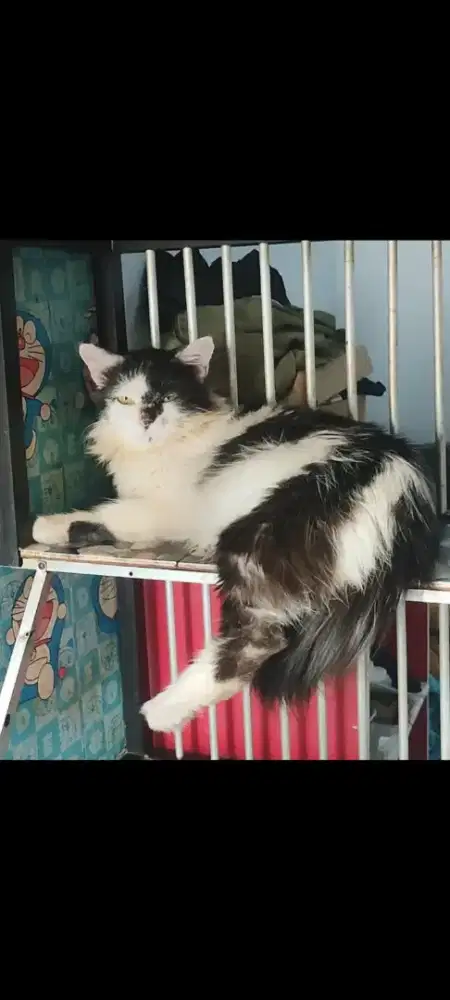 Kucing Persia Jantan dewasa