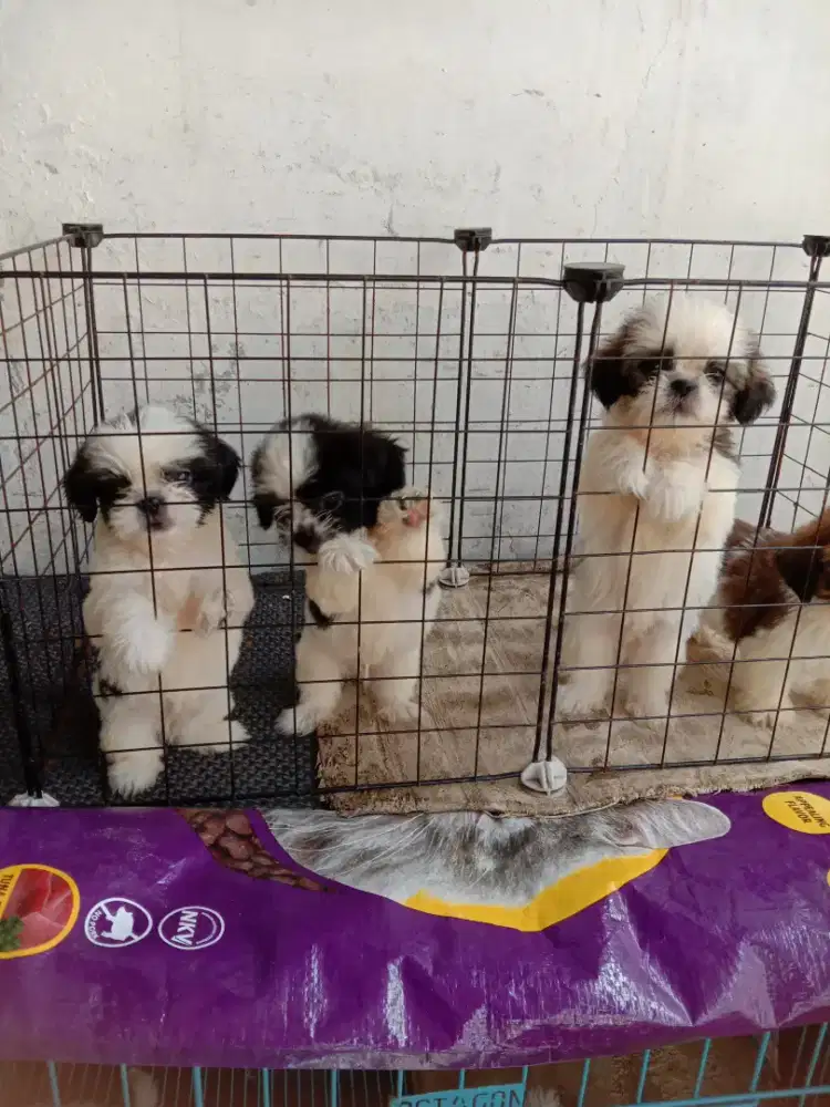 Anakan Shitzu jtn btn 1.5 bln