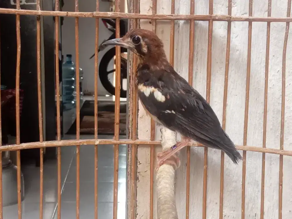 Anis kembang jantan ring ngeplong