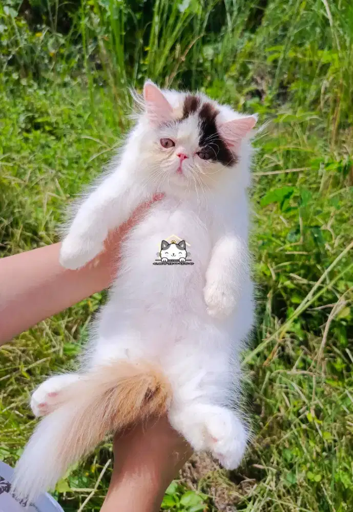 Kucing kitten  peaknose lucu imut