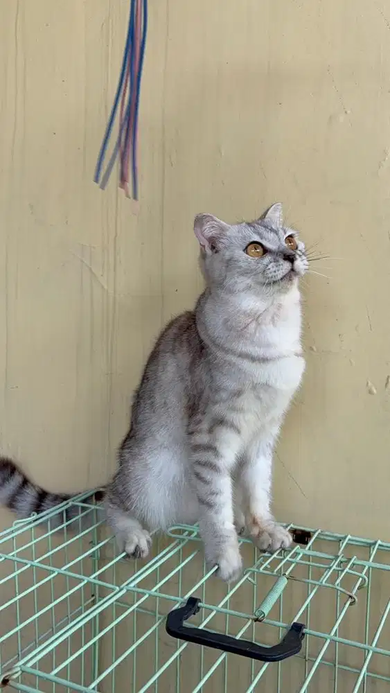 Kucing scottish fold silver spotted tabby