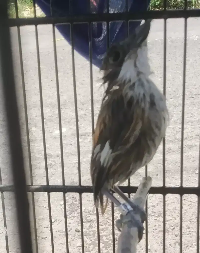 Cendet jantan trotol hutan