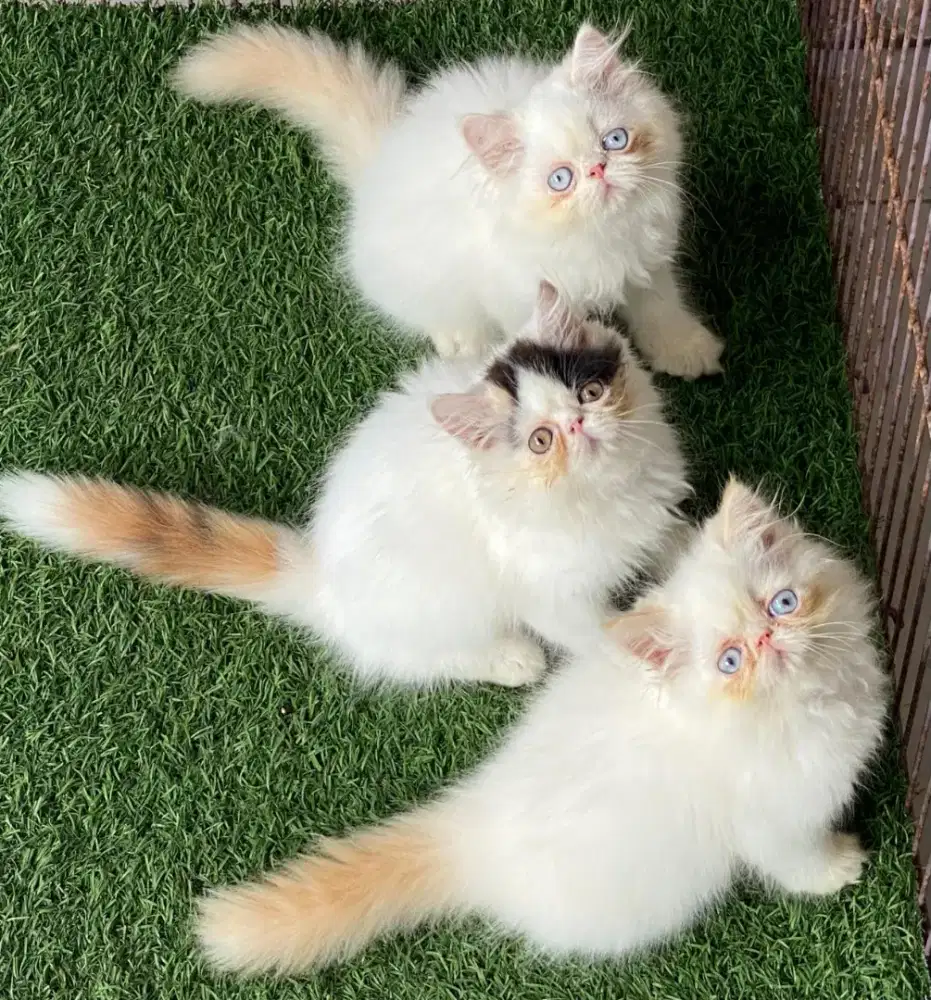 Kucing kitten peaknose lucu imutt