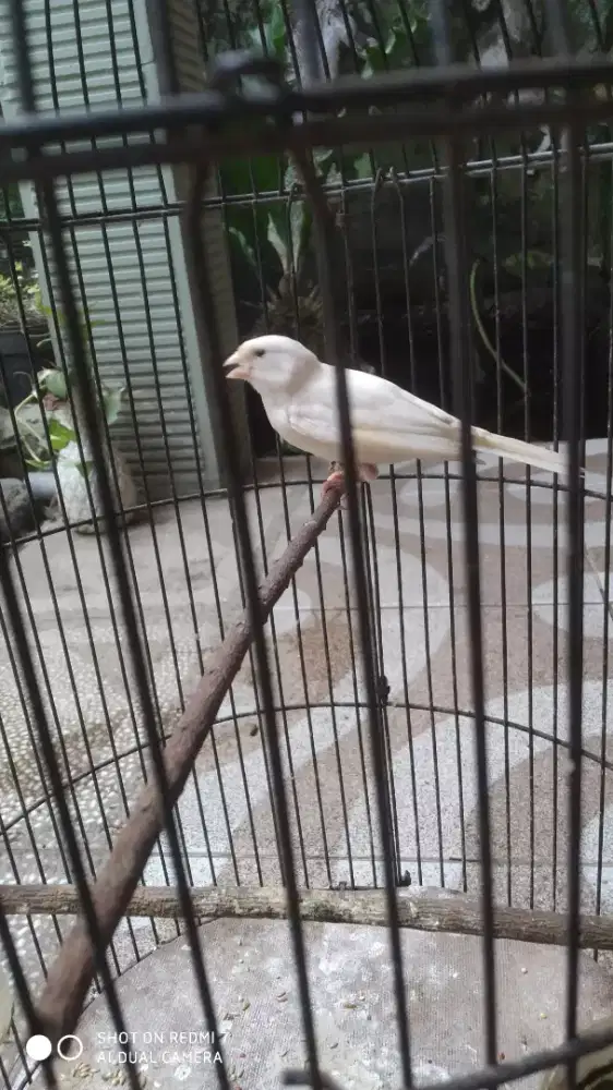 Kenari PAUD jantan warna putih bersih mm