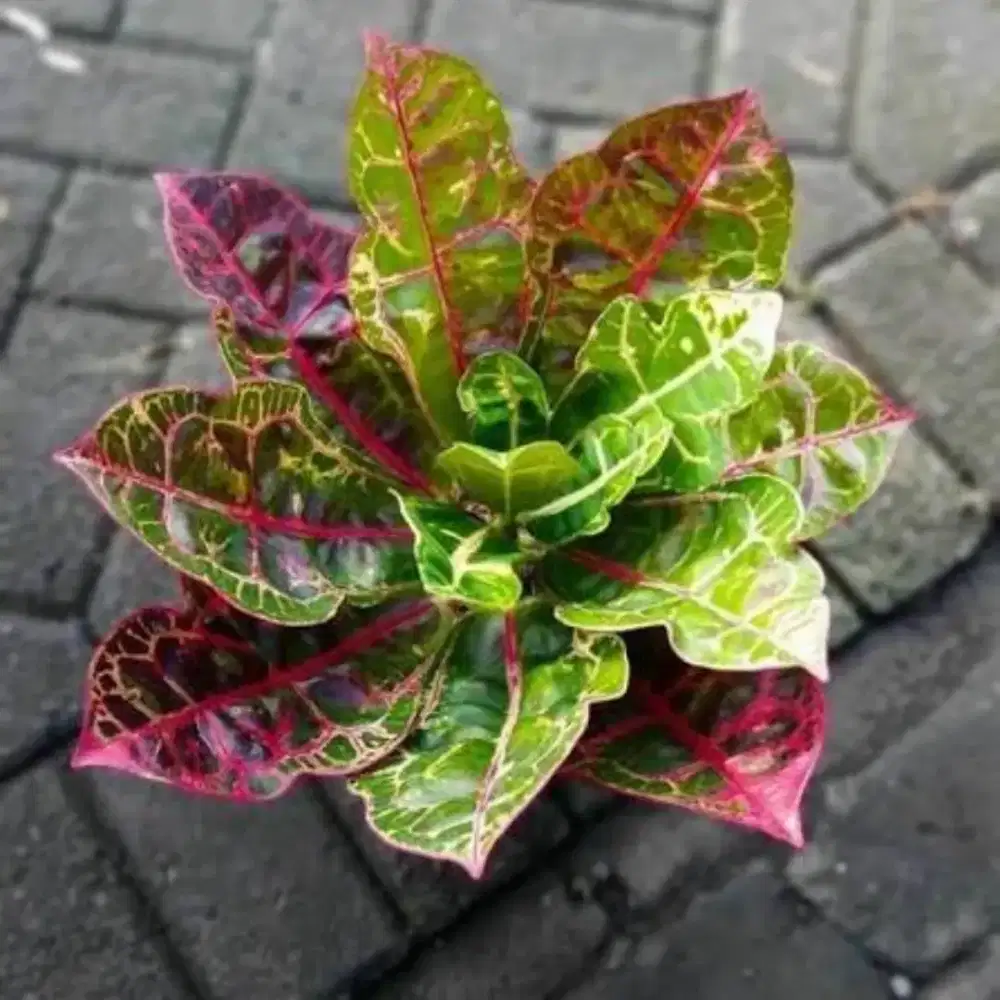 Lowongan kerja toko tanaman