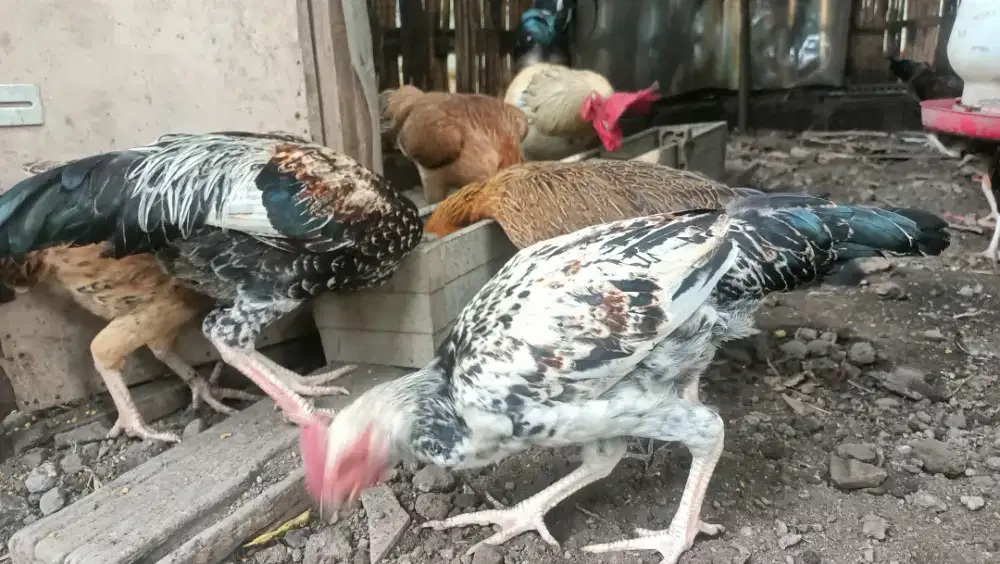 Dijual ayam KPU jantan