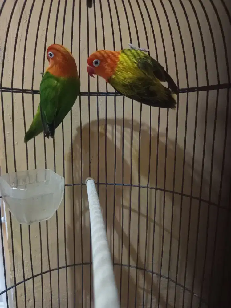 Love bird indukan biola