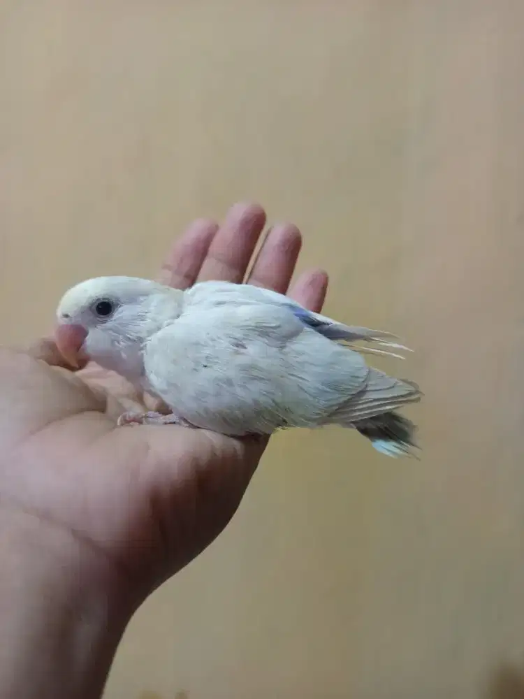 Lolohan lovebird nonklep