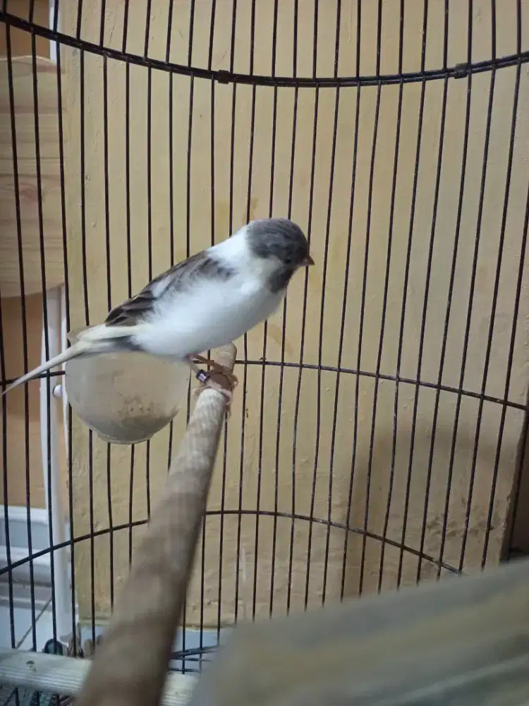 Kenari af postur biglong