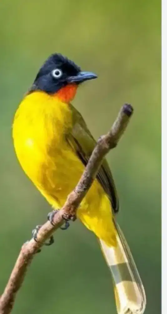 Kutilang emas lincah