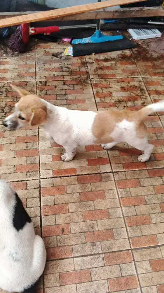 Anjing tekel x kampung