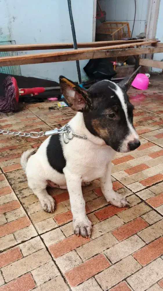 Anjing teril x kampung