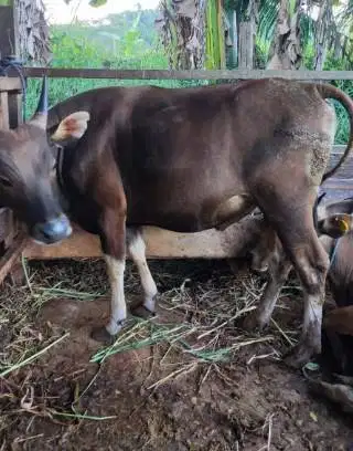 25 ekor sapi bali 300kiloan buat pedagang qurban musiman iedul adha ok