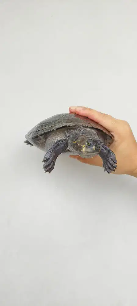 Kura Unifilis Mainan Badut Bukan AST CST FST Hamiltoni RES