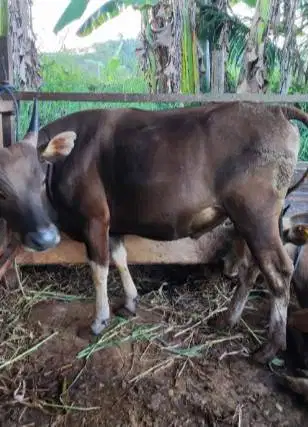25 ekor sapi bali 300kiloan buat pedagang kurban musiman iedul adha ok