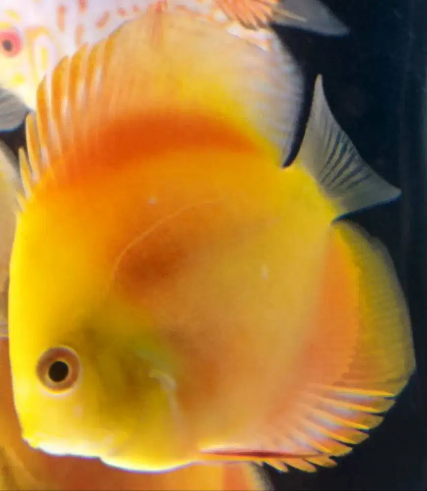 Discus 2 Inch Up -  Golden Yellow