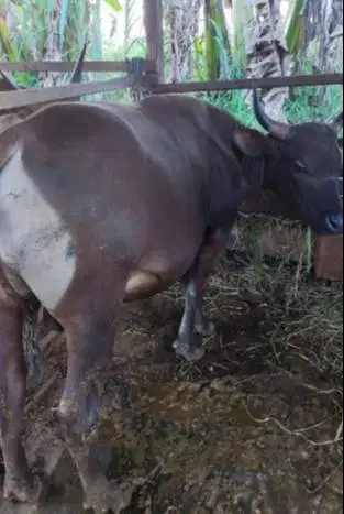 25 ekor sapi bali 300kiloan untuk pedagang qurban musiman iedul adha