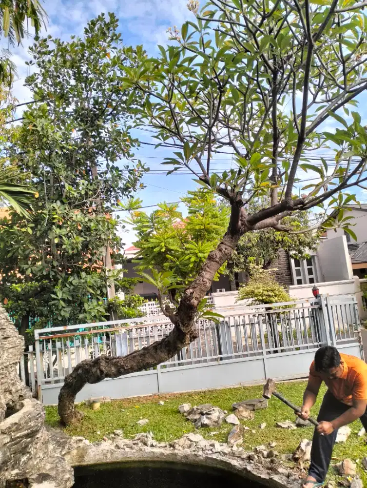 Pohon Kamboja Bali tua