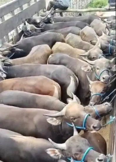 25 ekor sapi bali 300kiloan buat pedagang kurban musiman iedul adha ok