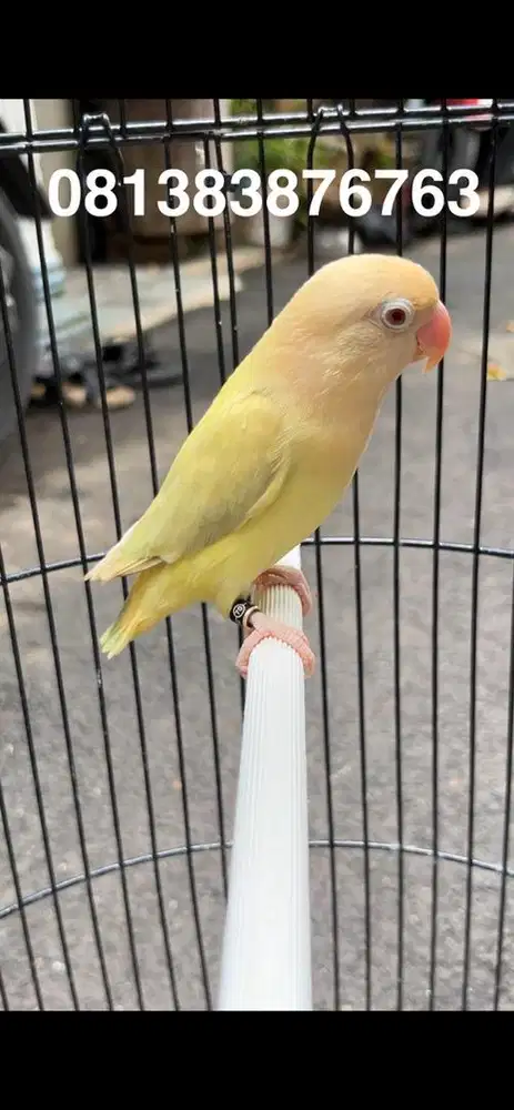 Lovebird Aqua Rajin bunyi