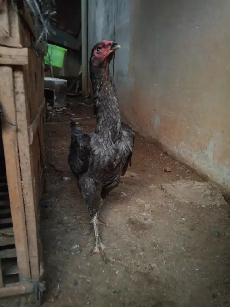 Ayam shamo eropa blue