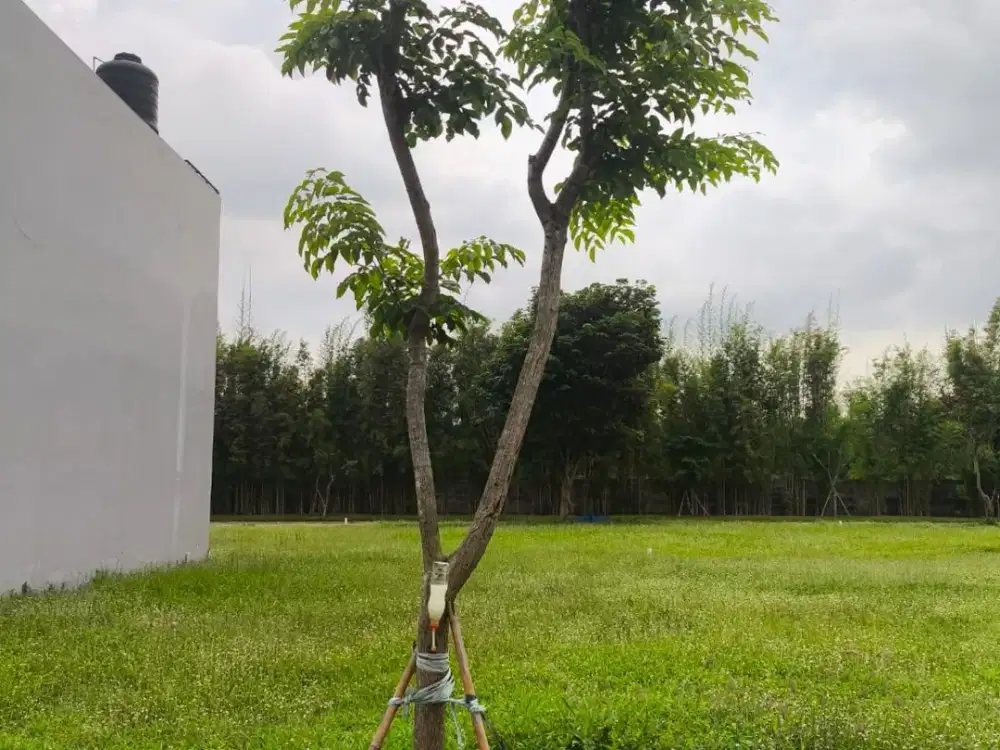 Tanah 2 Jejer di North Victoria Grand Pakuwon Surabaya Barat