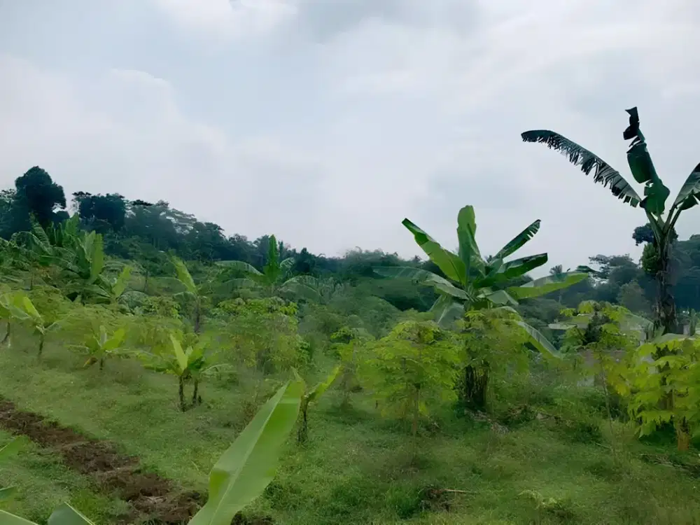 Jual Cepat Tanah Lahan Murah Siap Bangun Dengan Luas 2 Hektar Di Cisalada Cigombong Bogor Jawa Barat