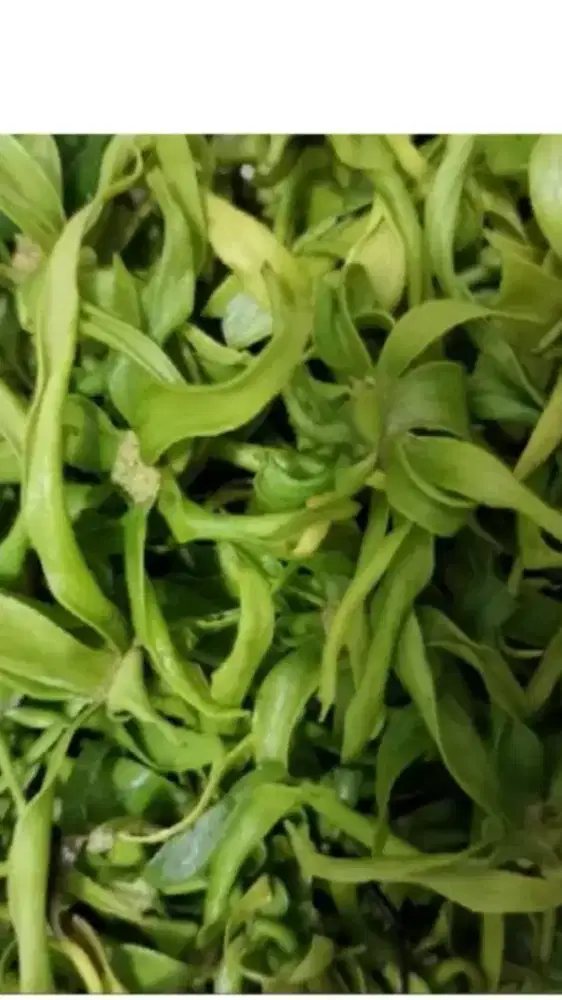 Air Kembang Hasil Suling