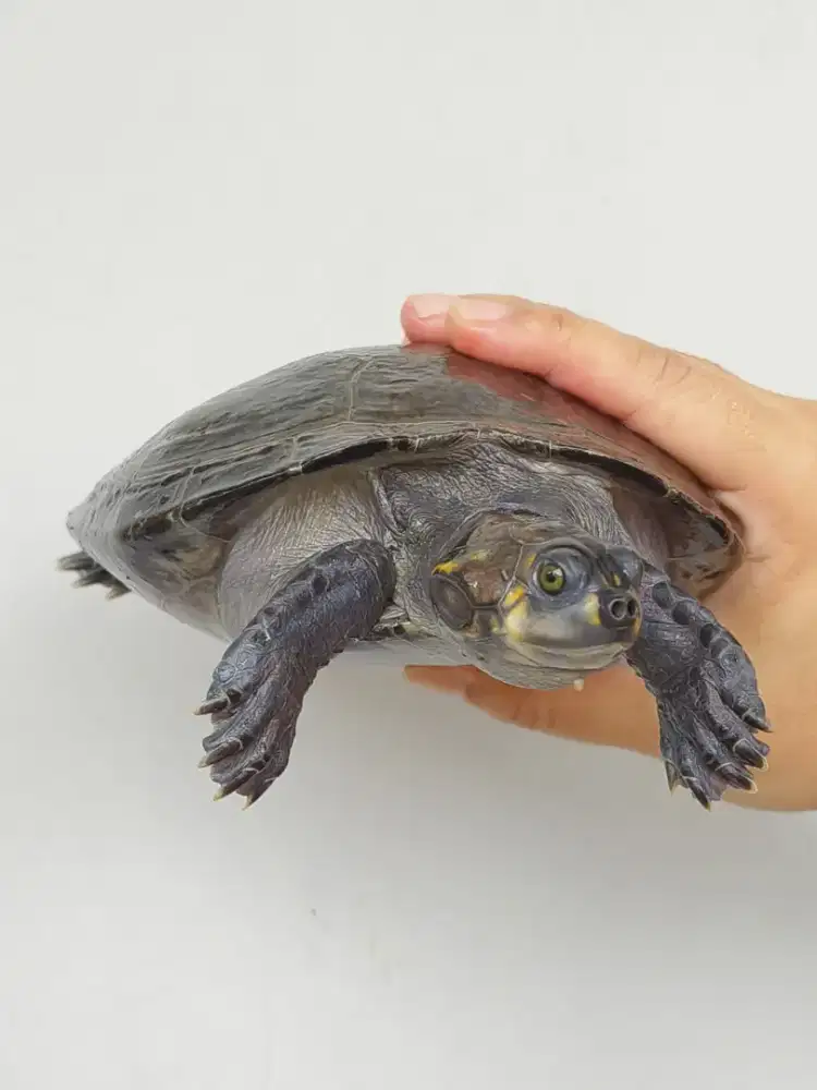 Kura Unifilis Mainan Badut Bukan AST CST FST Hamiltoni RES