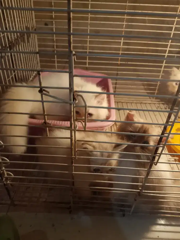 Kitten persia anak kucing Persia for adop