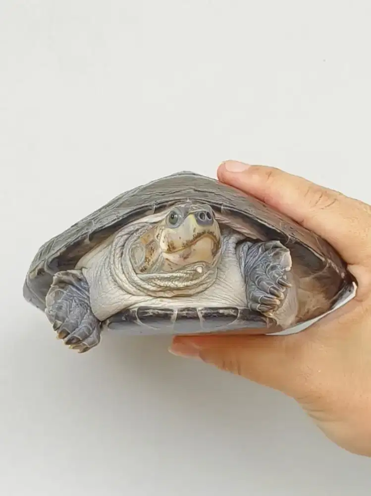 Kura Unifilis Badut bukan RES CST AST