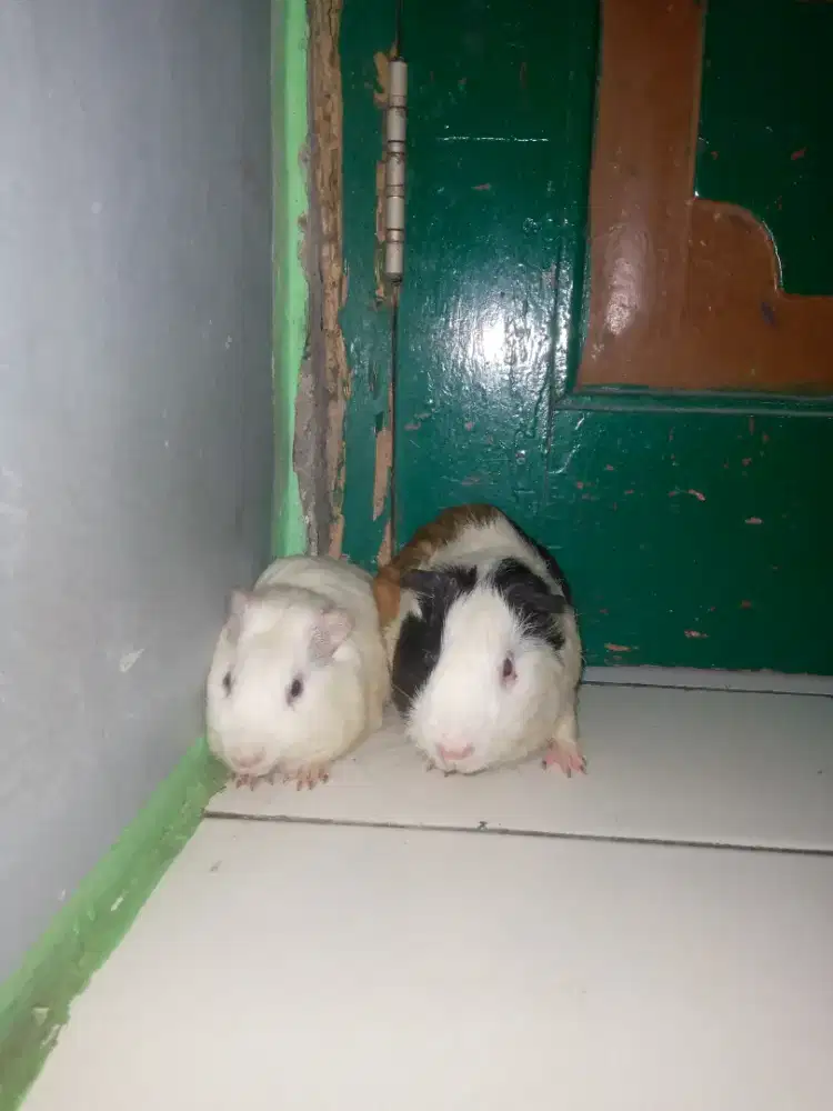 Jual cepat marmut sepasang