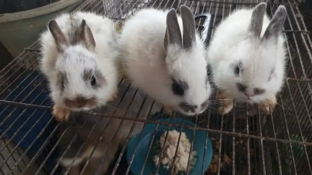 Anakan kelinci lucu menggemaskan