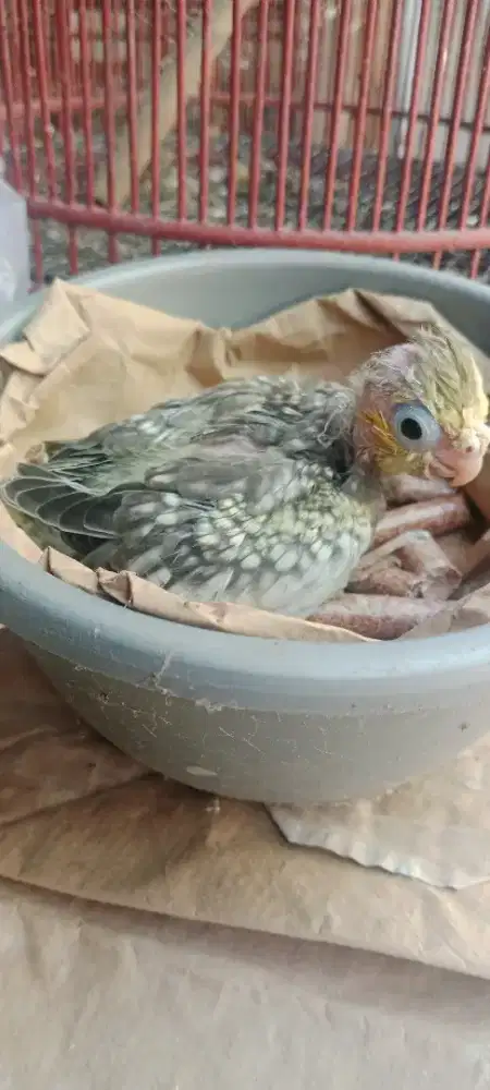 Burung falk lolohan warna perl