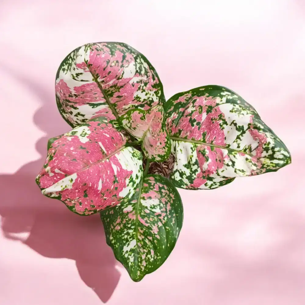 Tanaman Hias Aglonema Tricolour