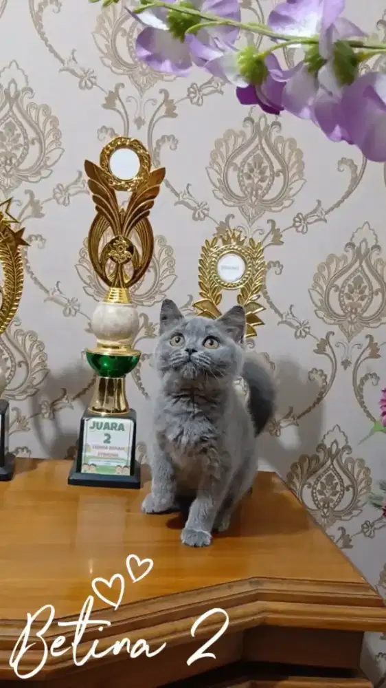 British Shorthair, Kucing BSH Betina