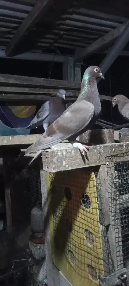 Burung dara jantan 2 ekor