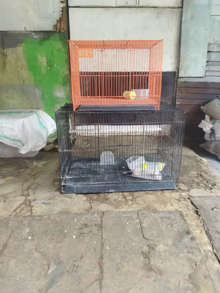 KALI AJA ADA YANG MINAT