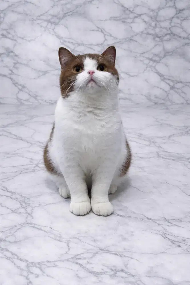 British shorthair BSH cinnamon