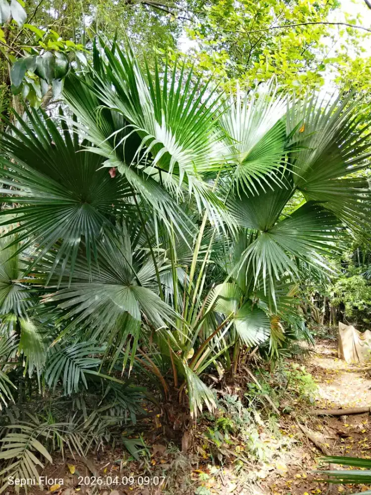 Jual Tanaman pelindung