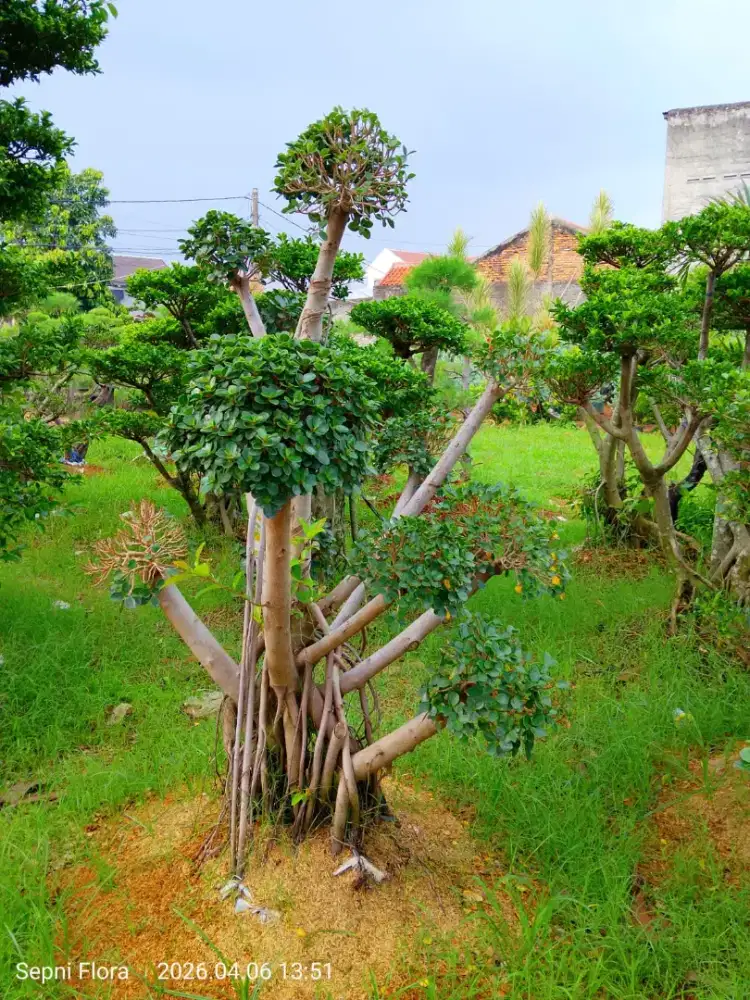 Jual tanaman pelindung