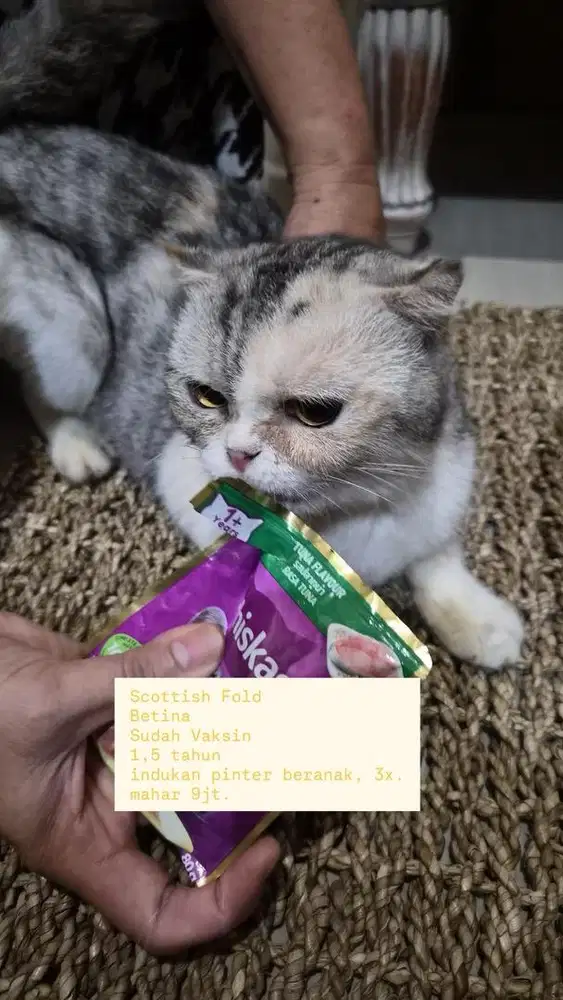 Kucing Scottish Fold