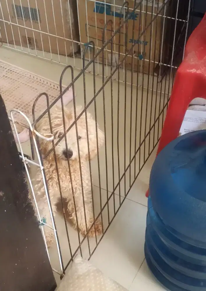 Anjing Poodle Apricote