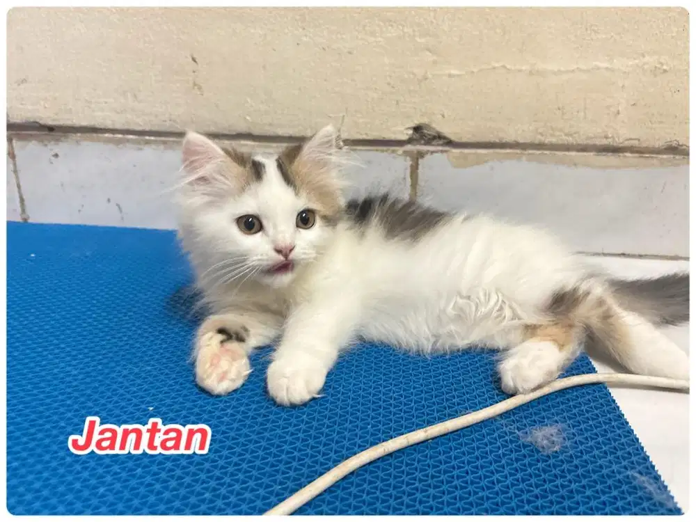 Kitten persia medium