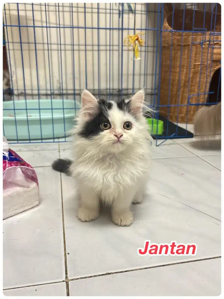 Kitten persia medium