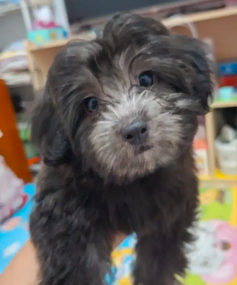 Anjing Puppy Maltipo