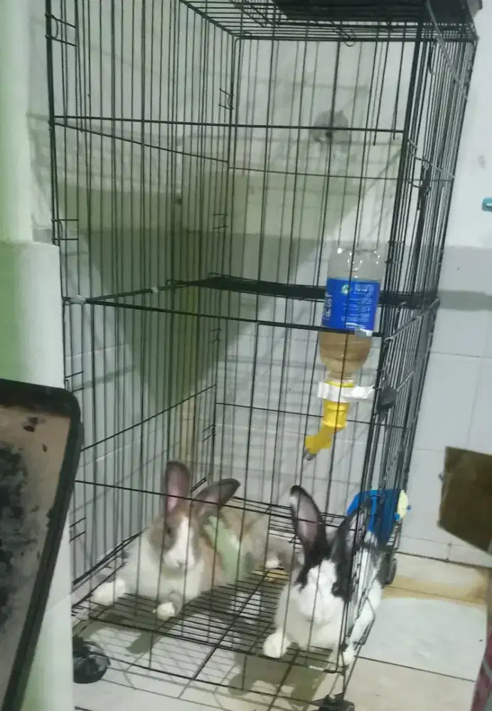 Kelinci hias lokal betina dewasa beserta kelengkapanya