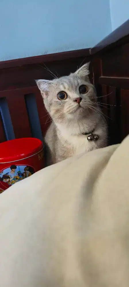 Kucing Scottish fold bonus kandang