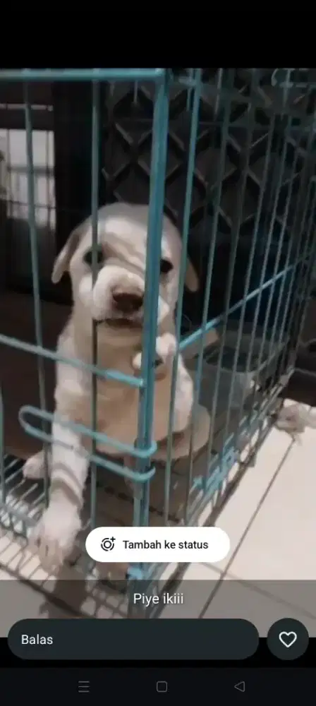 jual anjing Labrador mix